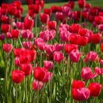 Beautiful Red Tulips