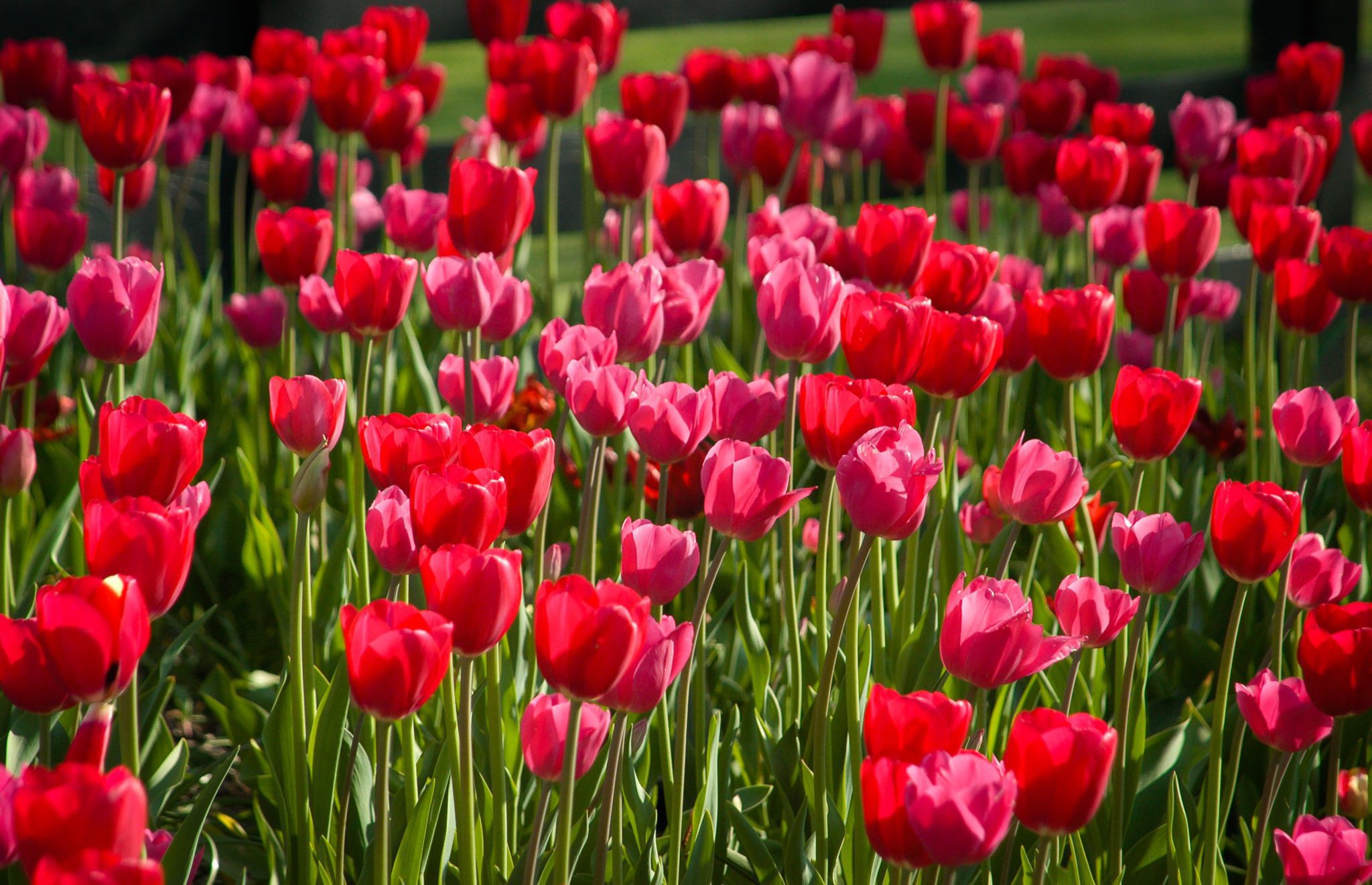 Beautiful Red Tulips